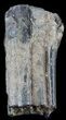 Pleistocene Aged Fossil Horse Tooth - Florida #50440-1